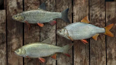 Professional Fishing screenshot