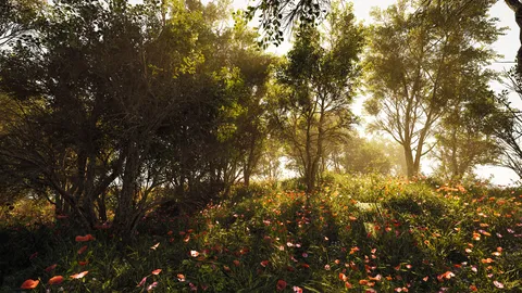 Calming Forest screenshot