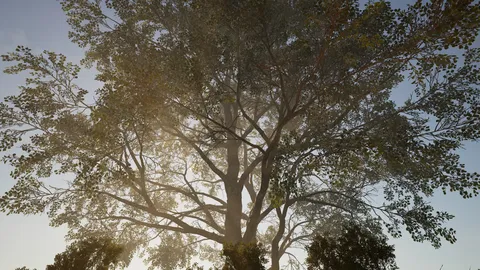 Calming Forest screenshot