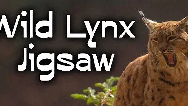 Wild Lynx Jigsaw cover